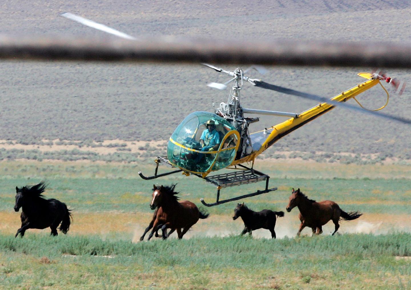 Wild horse gather