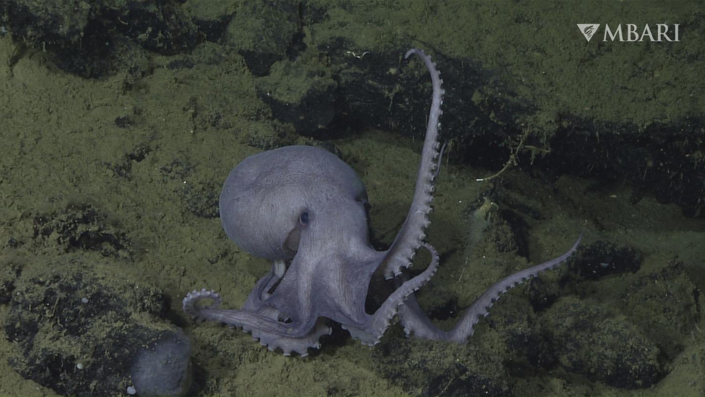 Octopus Garden