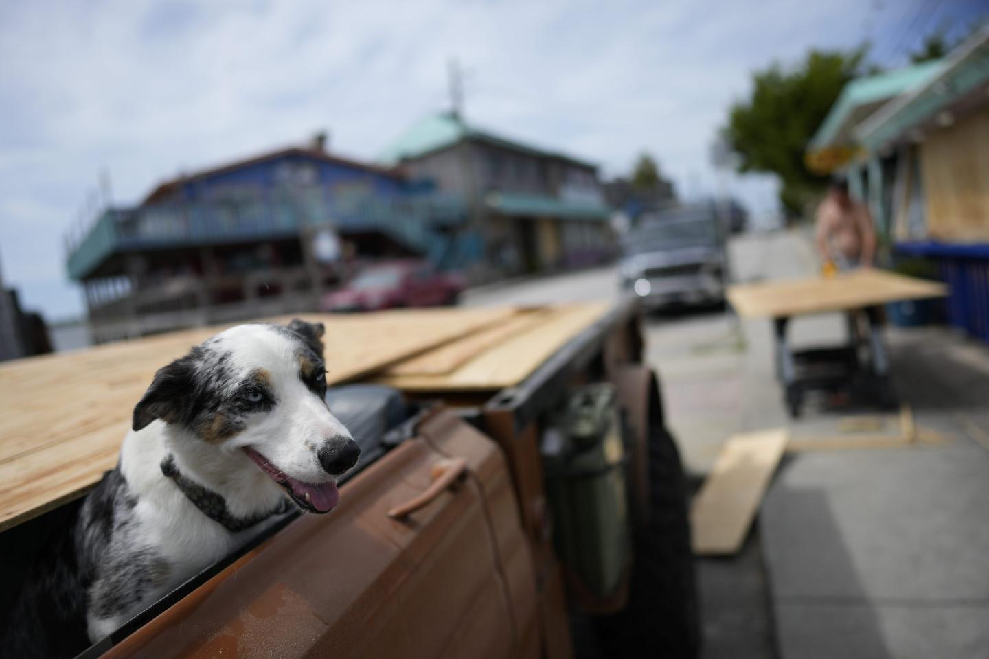 Jeff Wigsten's dog Blue