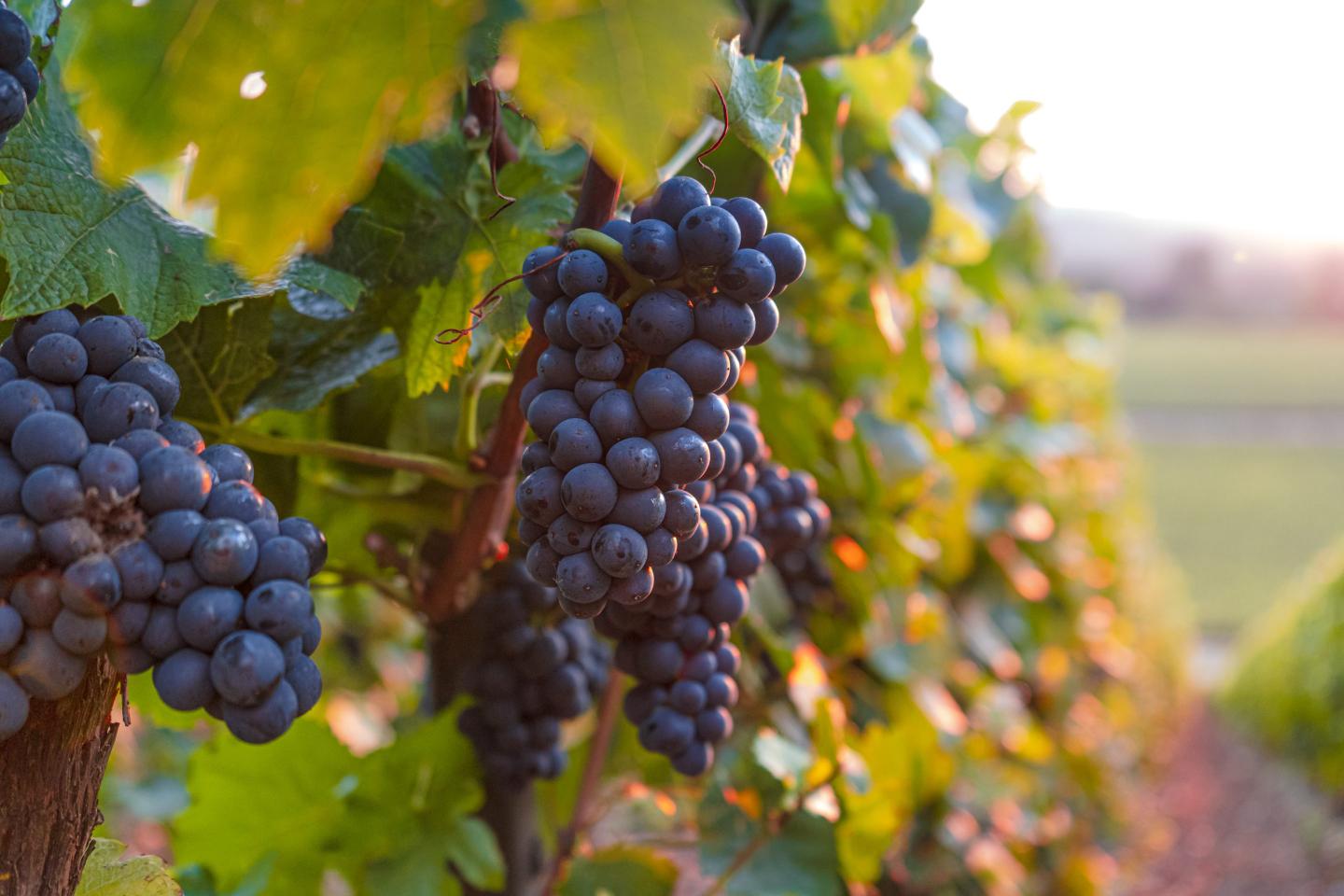 Lush wine grape clusters hang from vine.