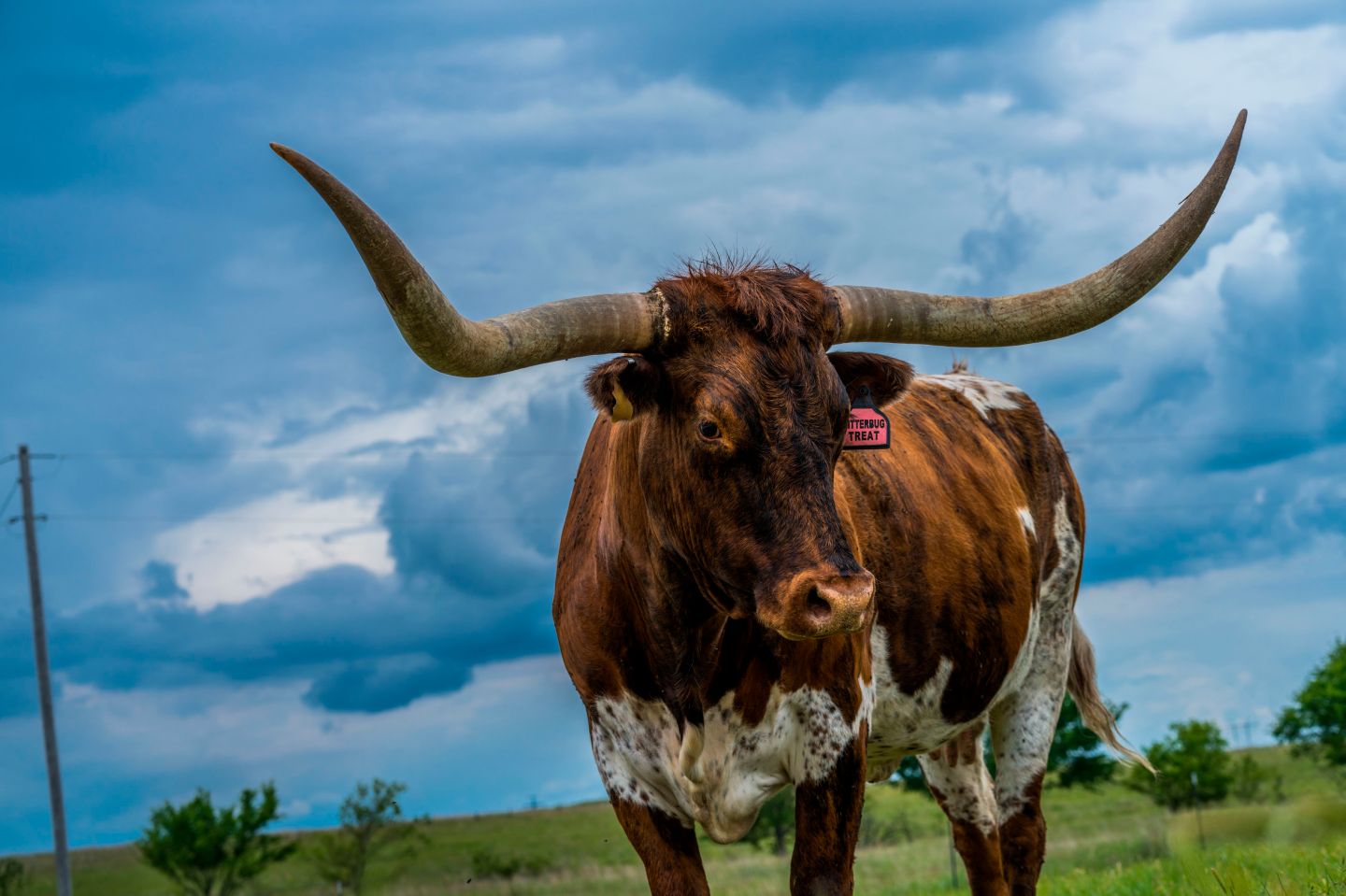 Texas is the 'stickiest" state for keeping native born as residents. 