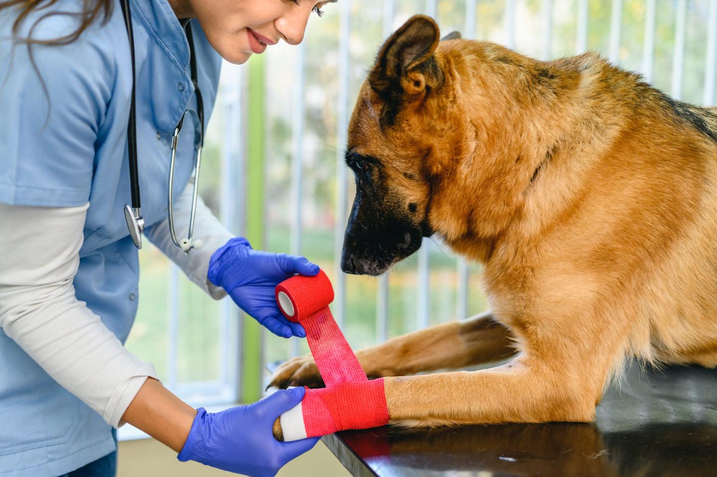 The Maui fire is affecting and displacing thousands of pets. Here’s how you can help