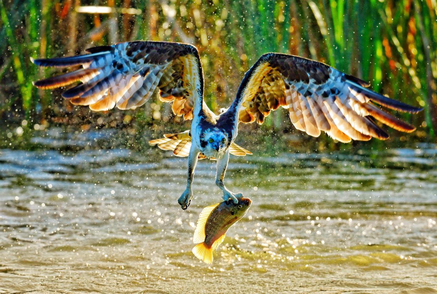 A fish caused a power outage in New Jersey