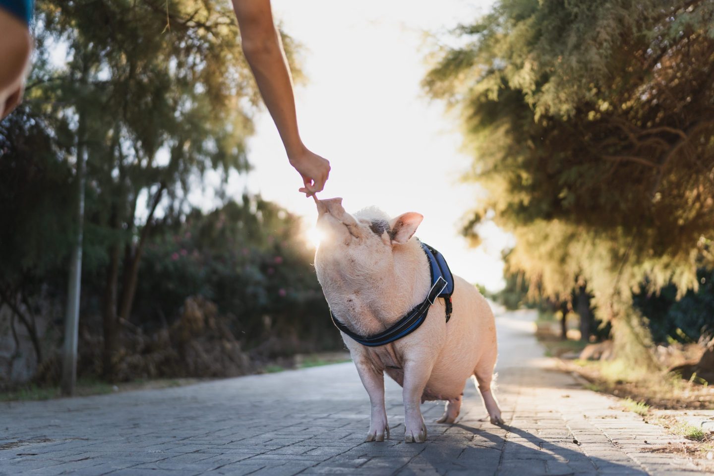Pet pig