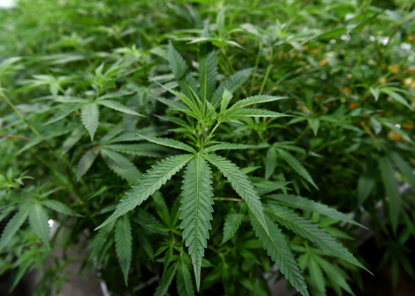 Federal health agency gives cannabis industry a big lift by endorsing looser drug rules for marijuana