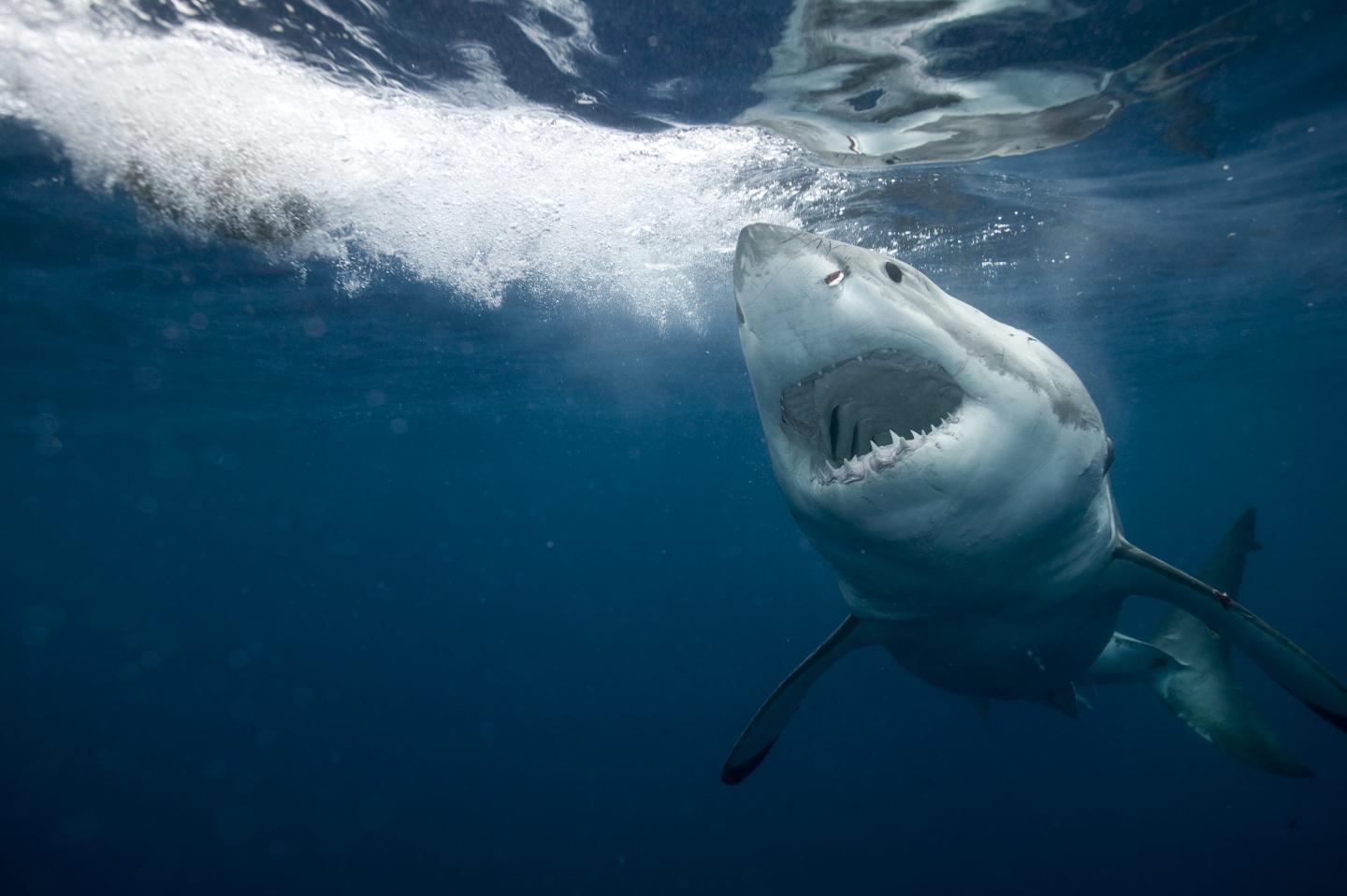 New York City’s shark attack came despite heightened monitoring—with drones