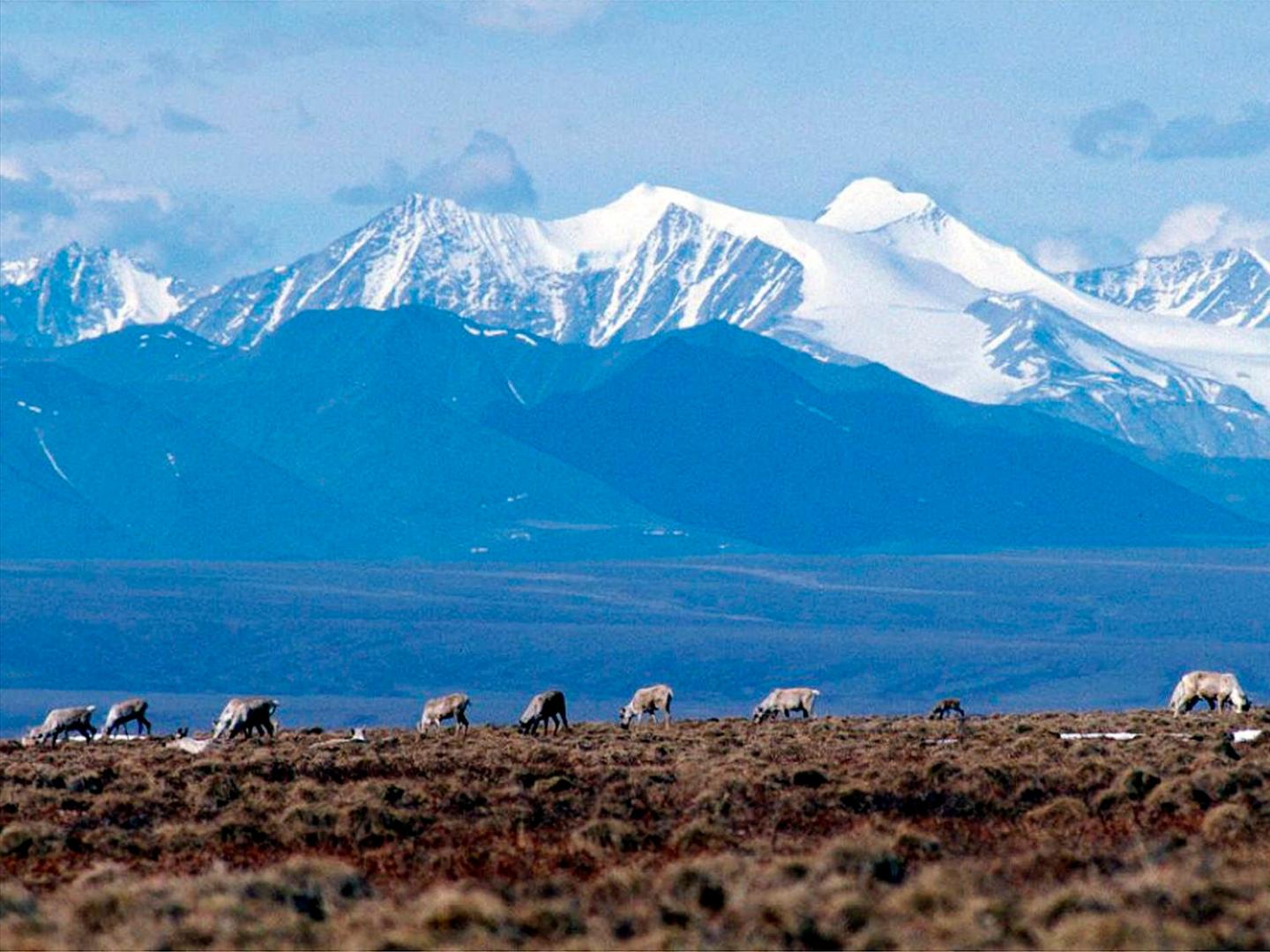 Biden administration has canceled the 7 remaining oil and gas leases Trump gave in Alaska’s Arctic Refuge