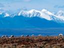 Biden administration has canceled the 7 remaining oil and gas leases Trump gave in Alaska’s Arctic Refuge