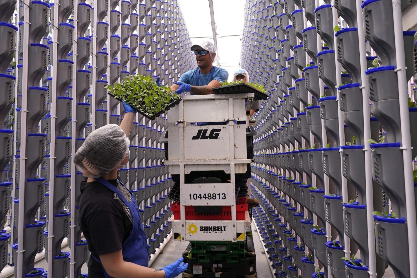 Workers at a vertical farm greenhouse in Cleburne, Texas, last month.