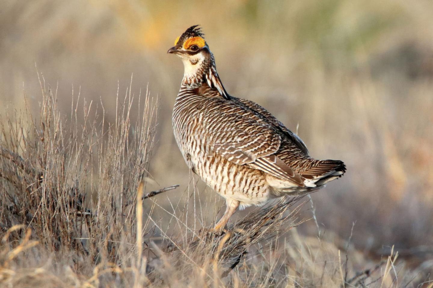 Lesser prairie chicken