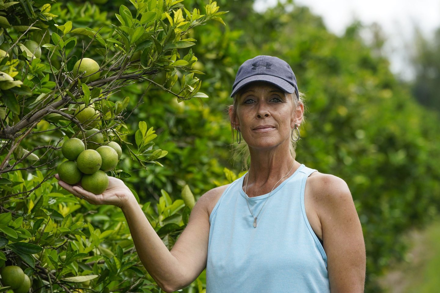 Kim Dillon, manager at Ben & Ben Becnel, shows a cluster of unripe oranges in one of their groves in Plaquemines Parish, La., on Thursday.