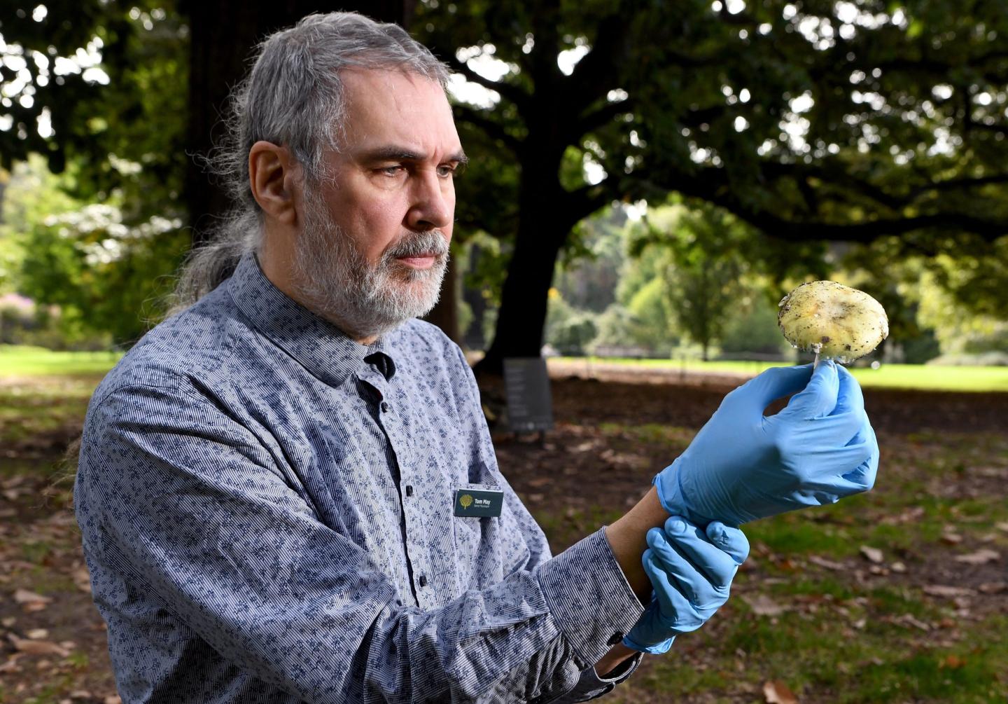 Tom May, a mycology expert at the Royal Botanic Gardens in Melbourne, Australia, inspects a death cap mushroom.