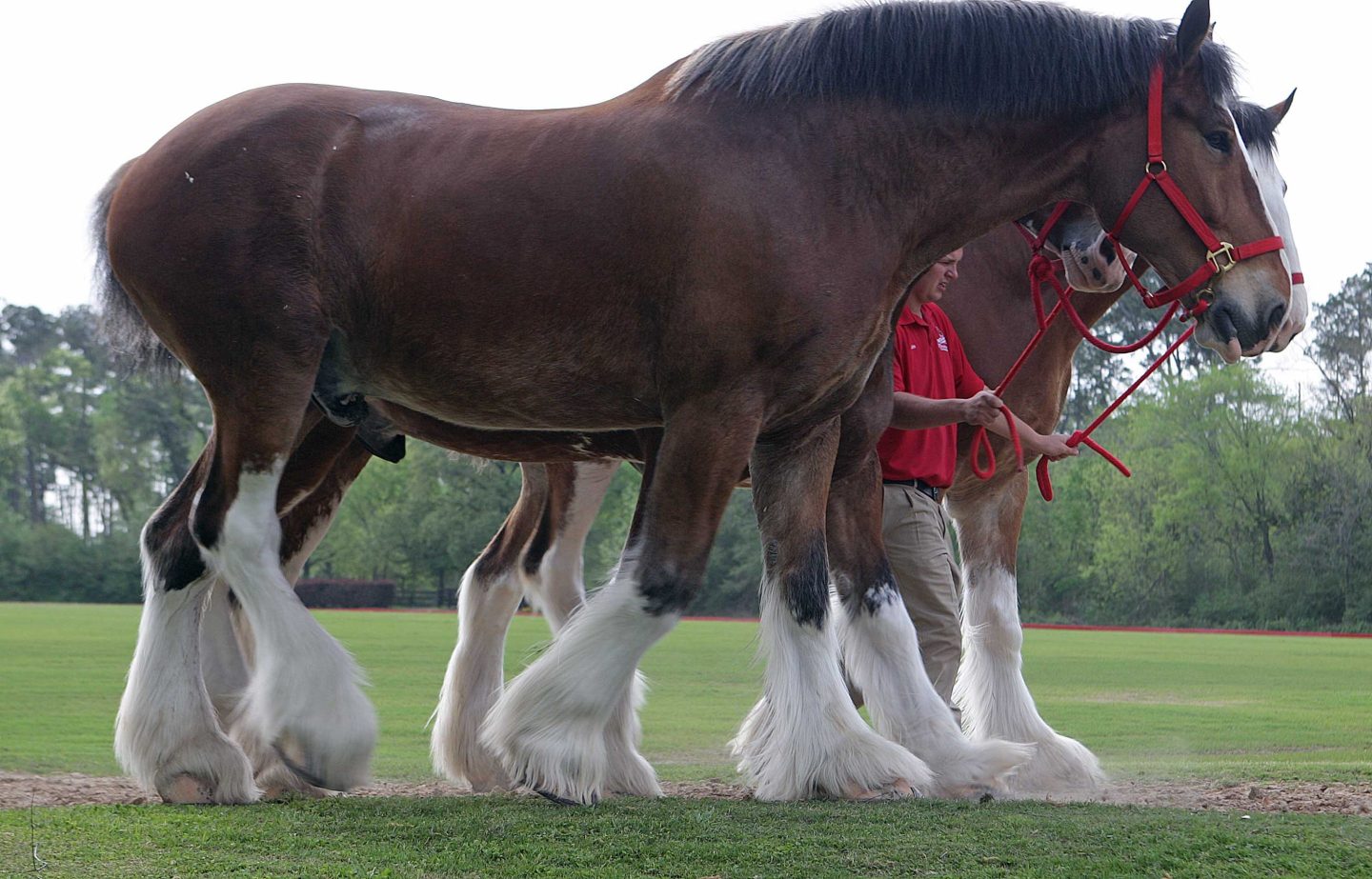 Budweiser says it will no longer cut the tails of its iconic horses.