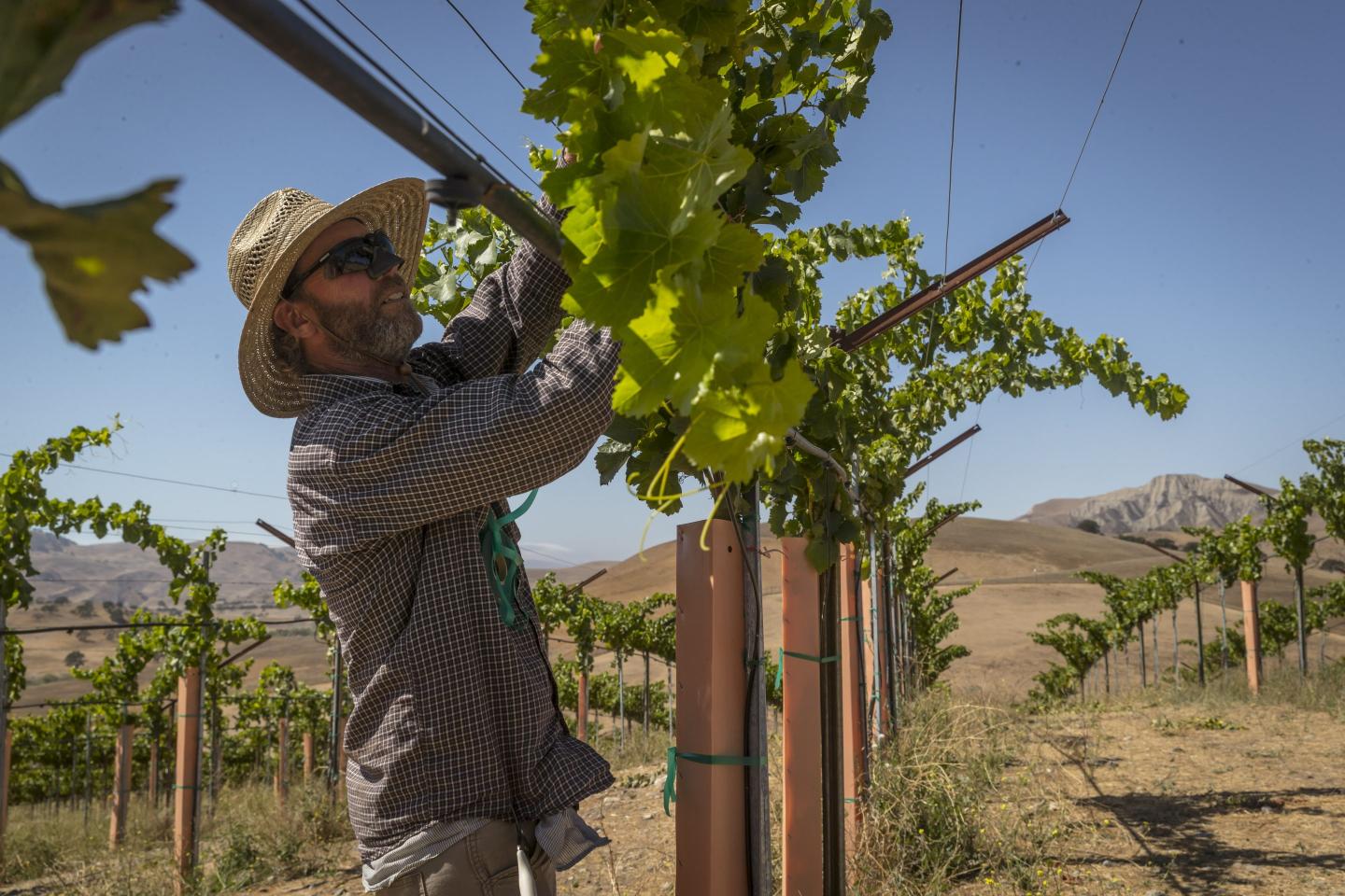 Wildfire smoke is a huge crisis for the wine industry. Researchers are scrambling for a solution before climate change devastates the industry