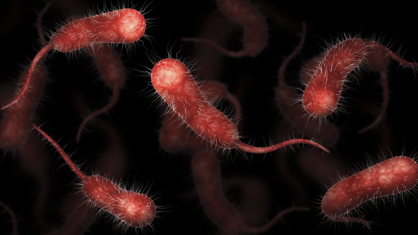Biomedical illustration of vibrio vulnificus bacteria on black background.