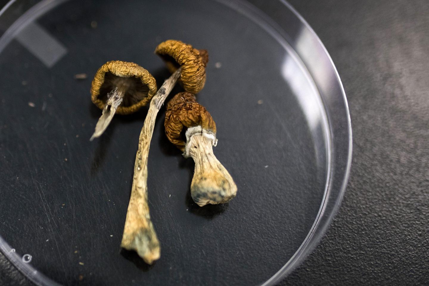 Oregon’s legalized magic mushrooms are in high demand. Experts hope the ‘breakthrough therapy’ helps users overcome mental health struggles