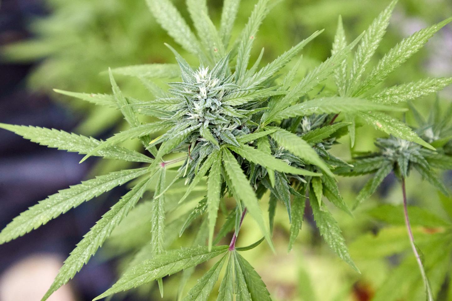 Would-be head of Minnesota marijuana agency resigns amid reports she sold illegal products as cannabis entrepreneur