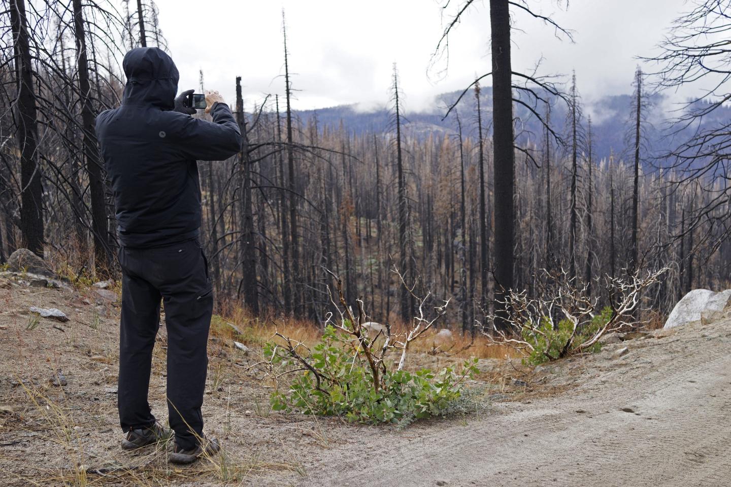 Disappearing California forests