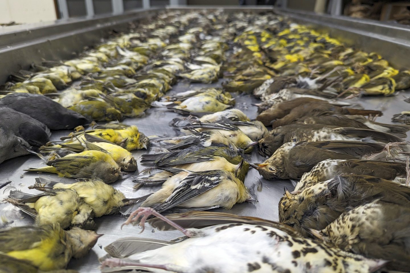 The bodies of migrating birds are displayed, Thursday at the Chicago Field Museum. The birds were killed when they flew into the windows of the McCormick Place Lakeside Center, a Chicago exhibition hall, the previous night.