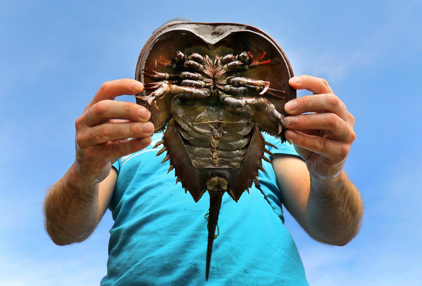 Horseshoe crab blood is vital to modern medicine. A new lab-made alternative could save the species