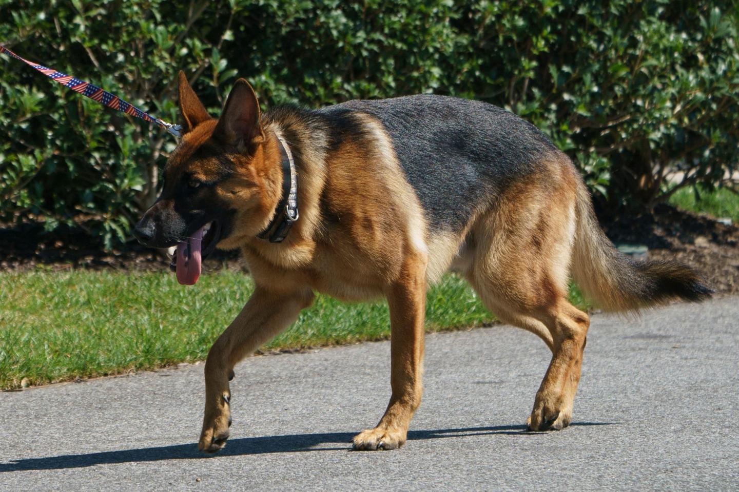 Joe Biden’s dog Commander has been exiled from the White House after yet another biting incident involving the head groundskeeper