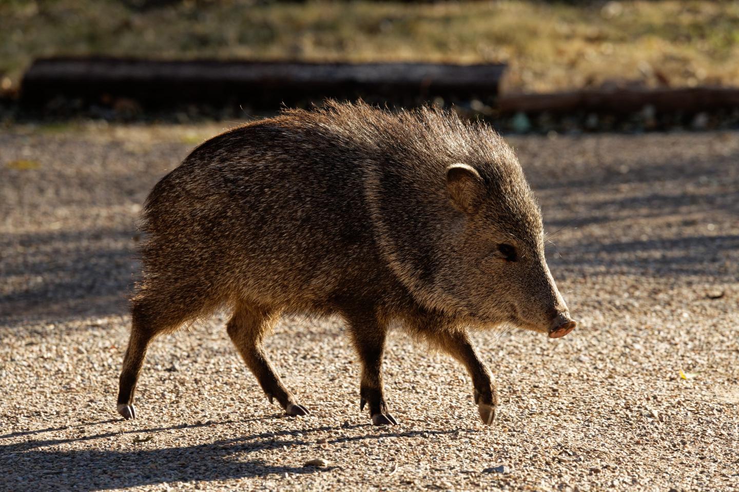 Desperate Arizona golf courses have finally figured out how to repel the pig-like Javelina pest: chili oil. ‘Even though they’re Southwest animals, they don’t like Southwest seasoning’