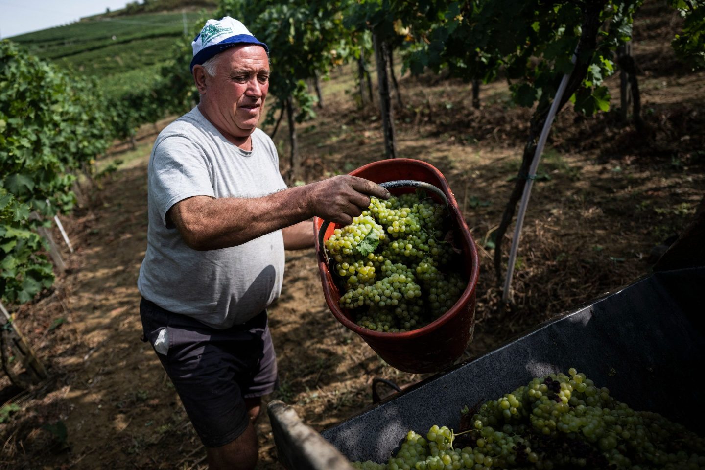 a person unloading grapes onto a container in a vineyard