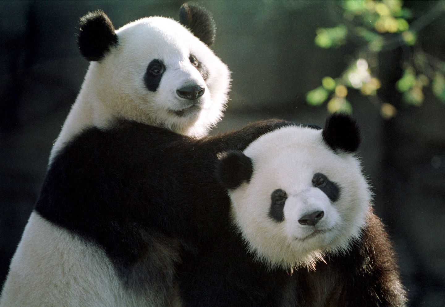 Yang Yang (L) and Lun Lun play together at the Zoo Atlanta zoo.