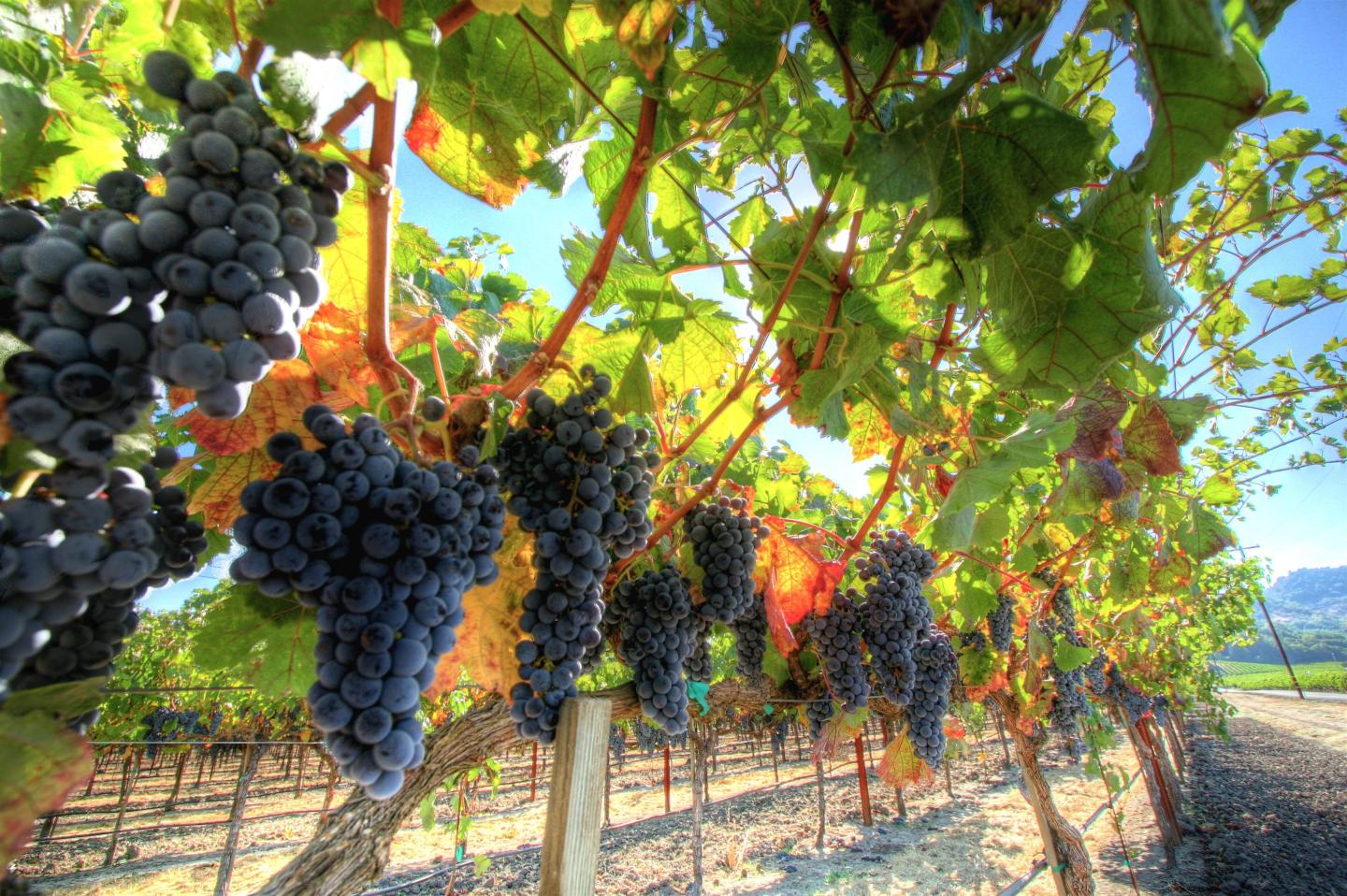 Wildfires are making west coast wines taste like an ashtray as hundreds of thousands of tons of grapes are too smoky to be usable