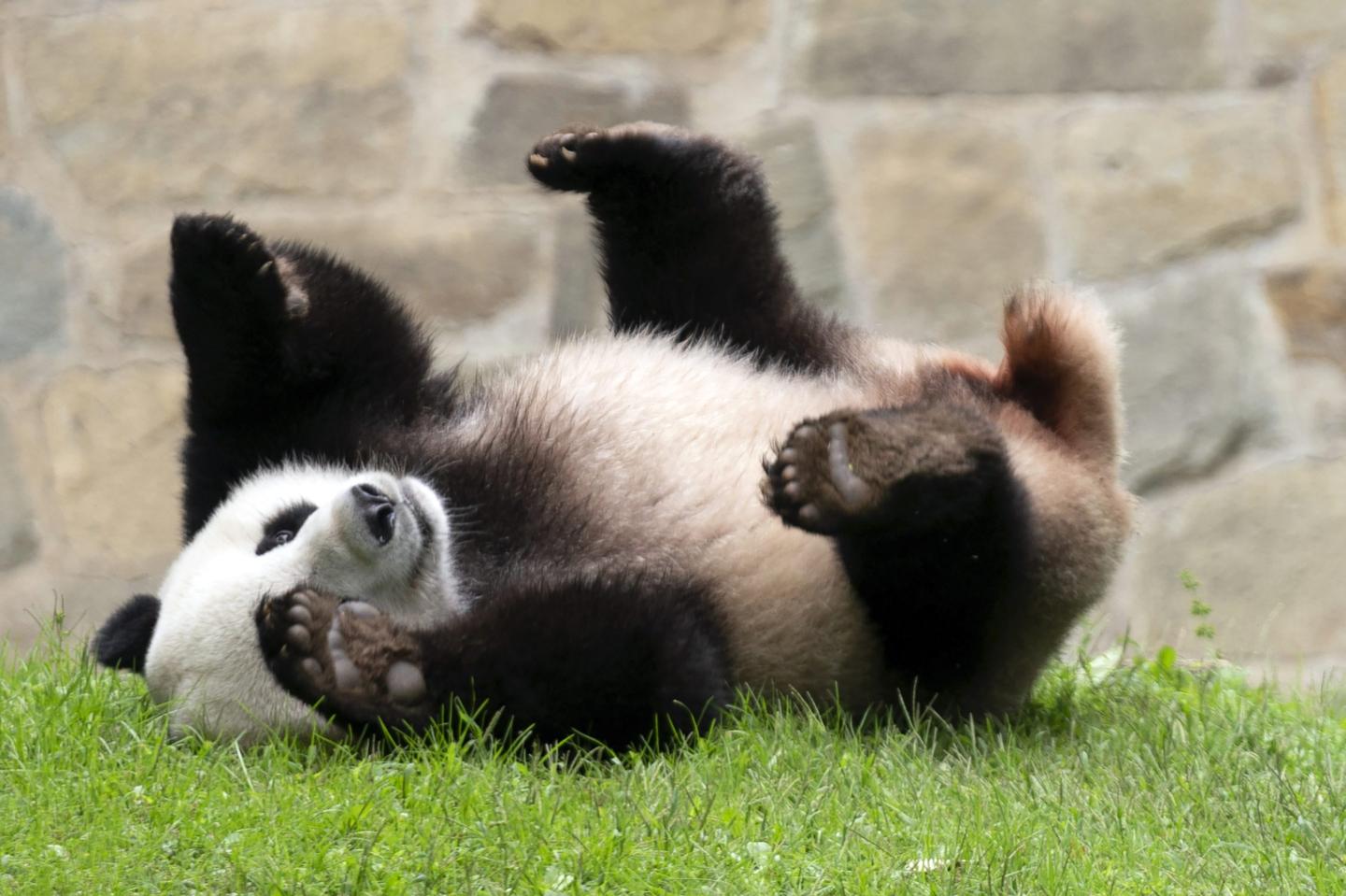 Panda bear