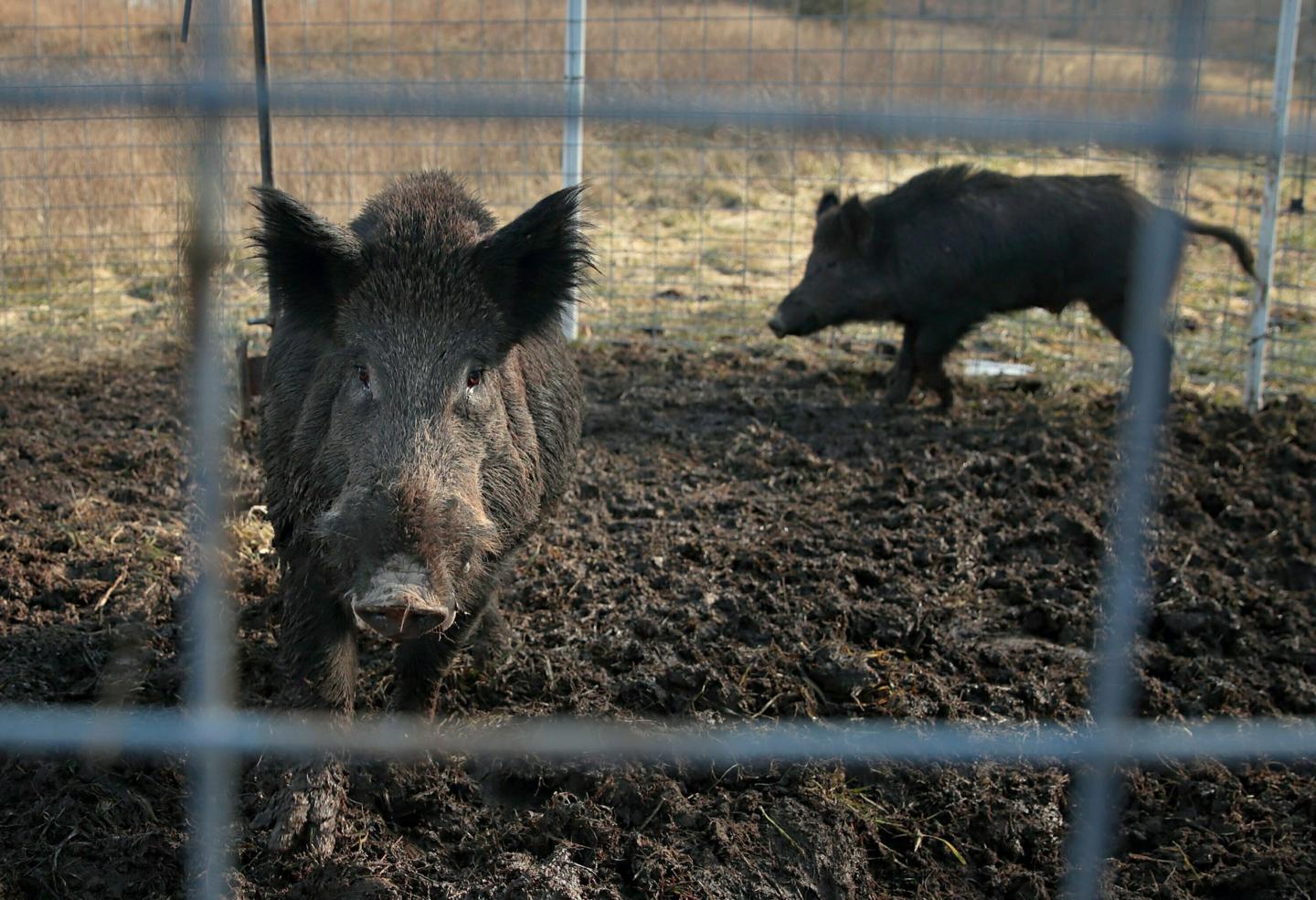 Feral Canadian ‘super pigs’— ‘the most invasive animal on the planet’— are threatening the northern U.S. and billions of dollars worth of crops