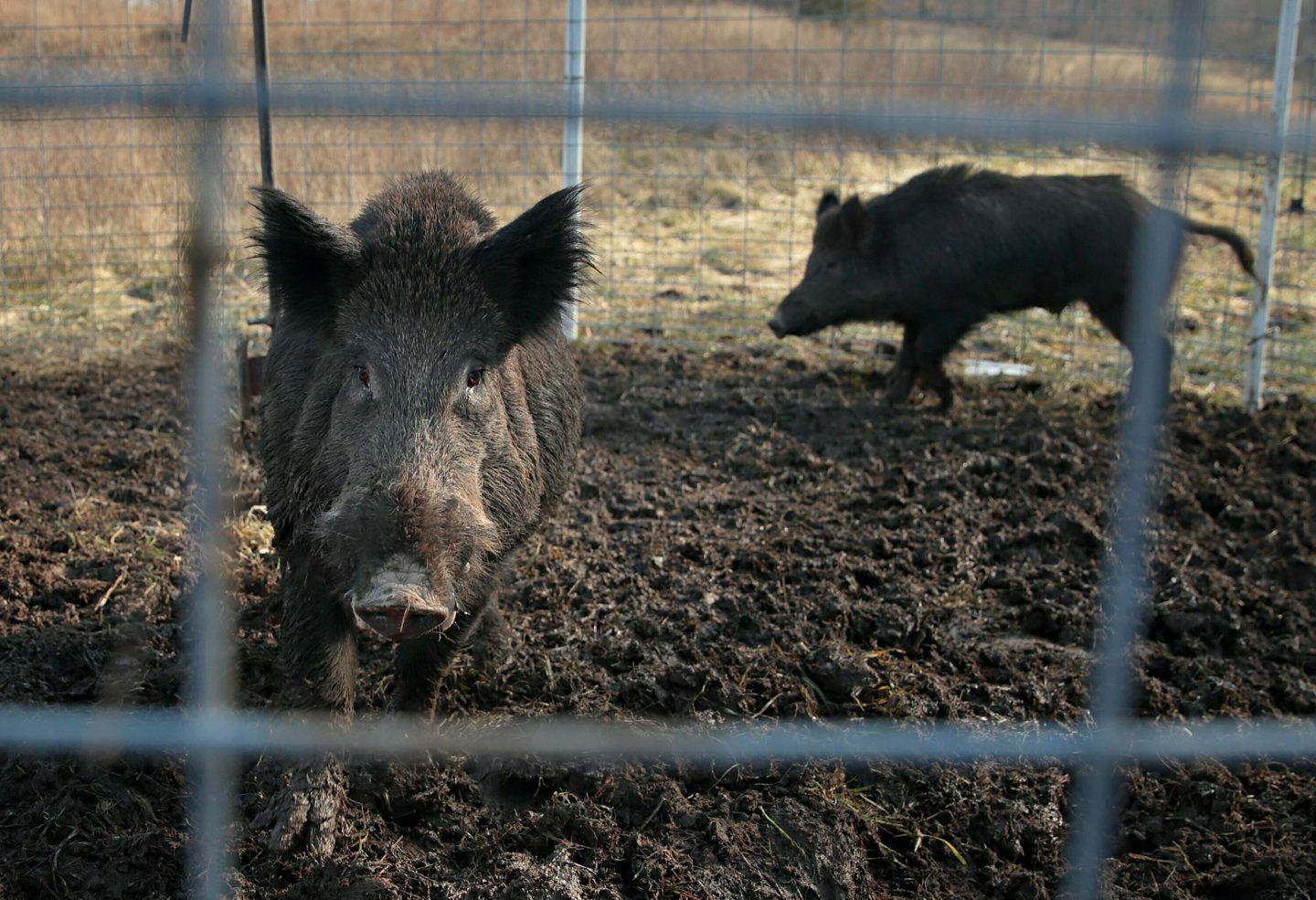 Minnesota, North Dakota and Montana and other northern states are making preparations to stop a threatened feral pig invasion from Canada.