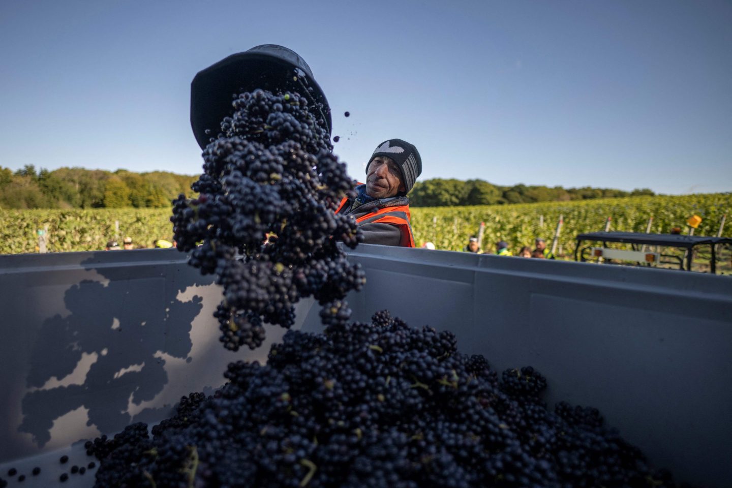 PERSON THROWING A BUCKET OF GRAPES INTO A LARGER CONTAINER