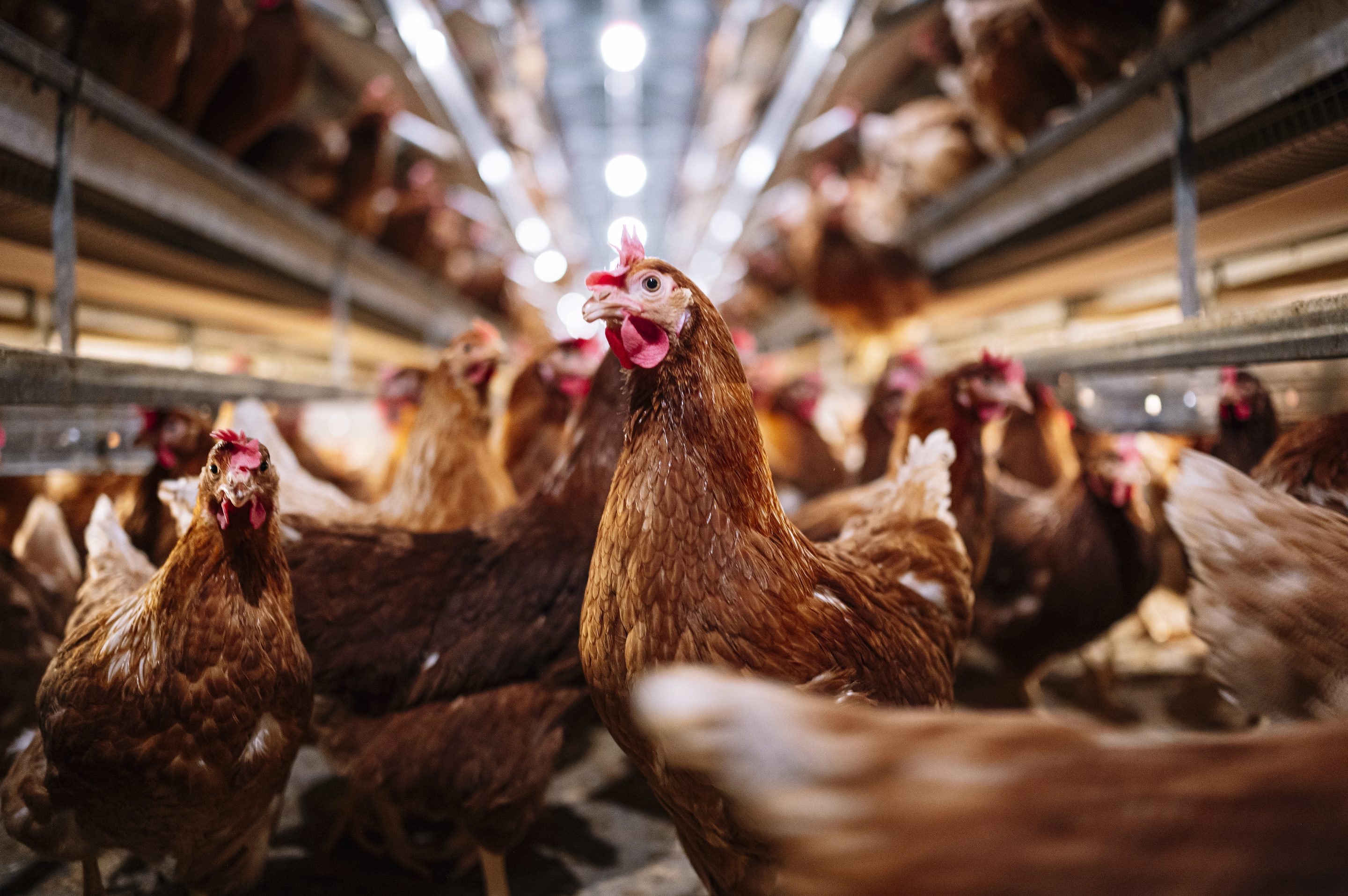 Bird flu strikes Ohio egg farm as it has to kill 1.35 million chickens |  Fortune Well