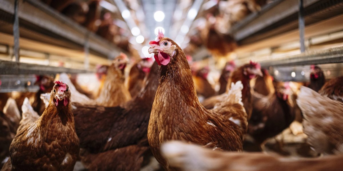 Bird flu strikes Ohio egg farm as it has to kill 1.35 million chickens ...