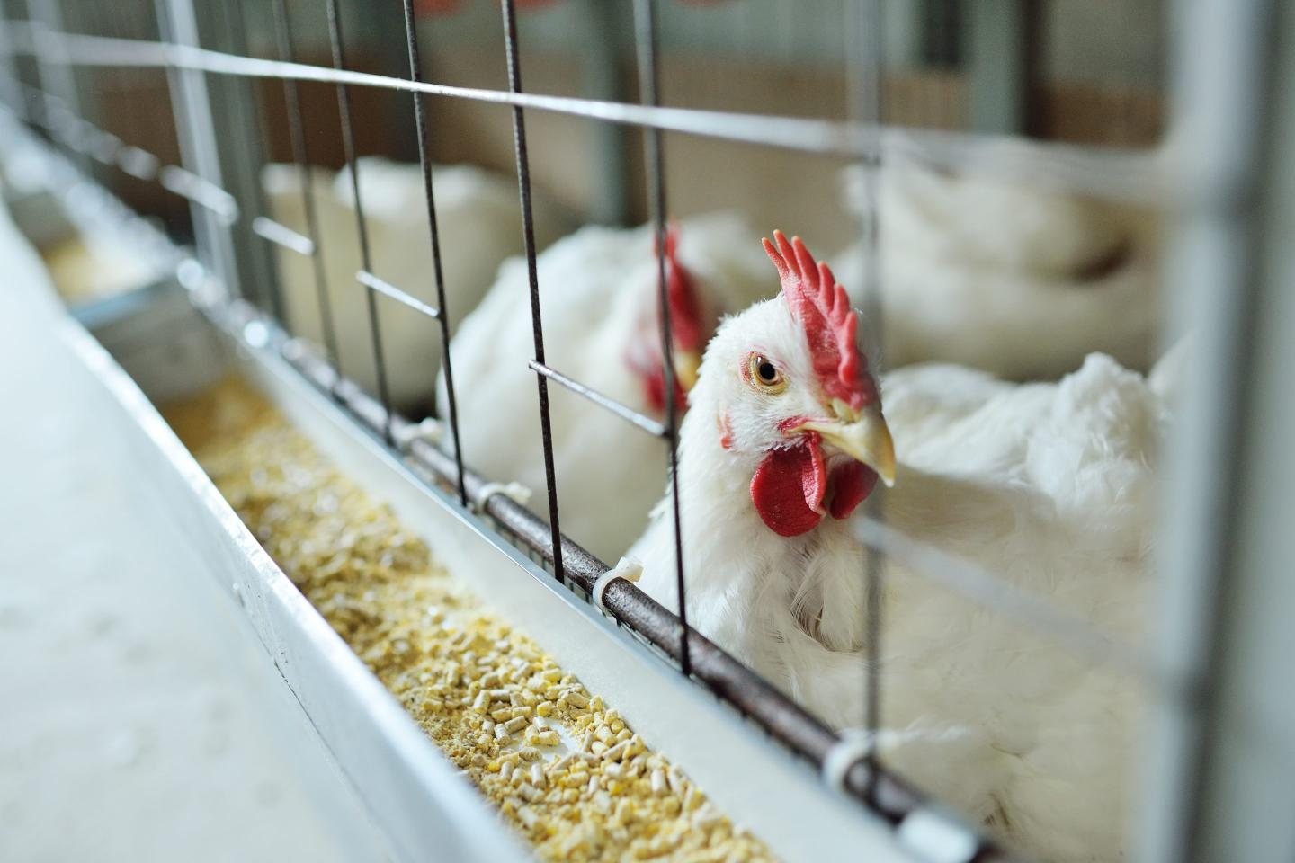 Nearly 1 million chickens will be slaughtered on a Minnesota farm. The reason: bird flu