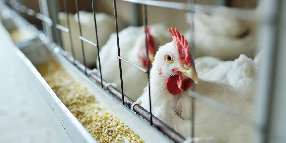 1M chickens to be slaughtered on Minnesota farm to prevent bird flu ...