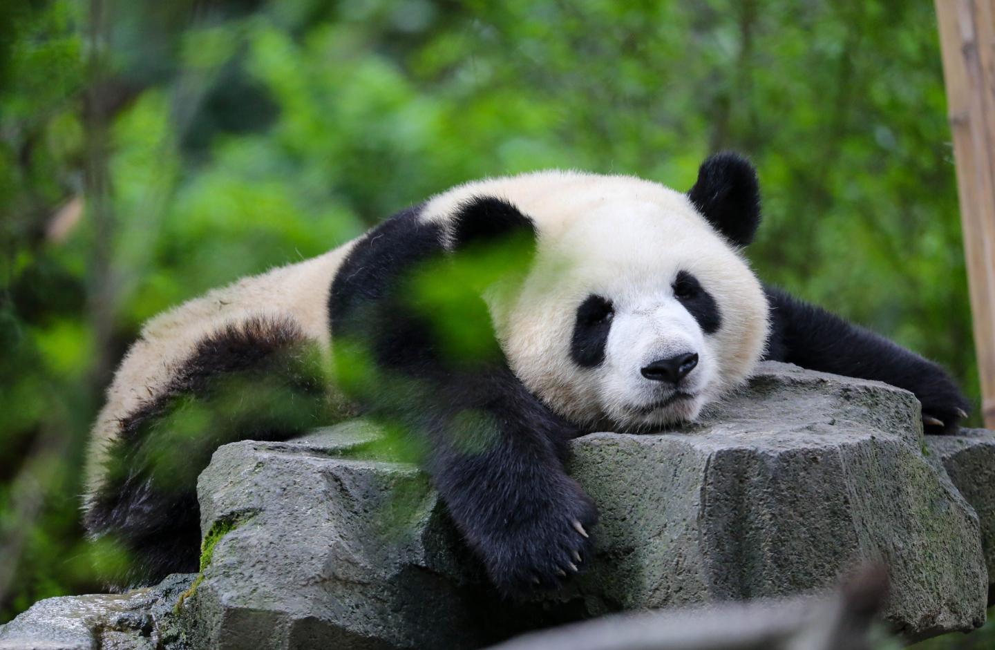 Panda bear