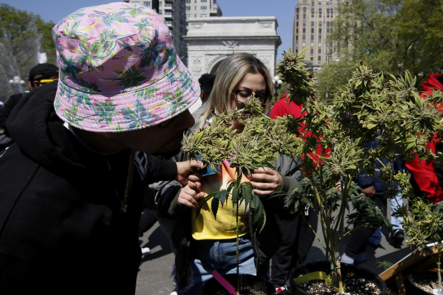 New York weed