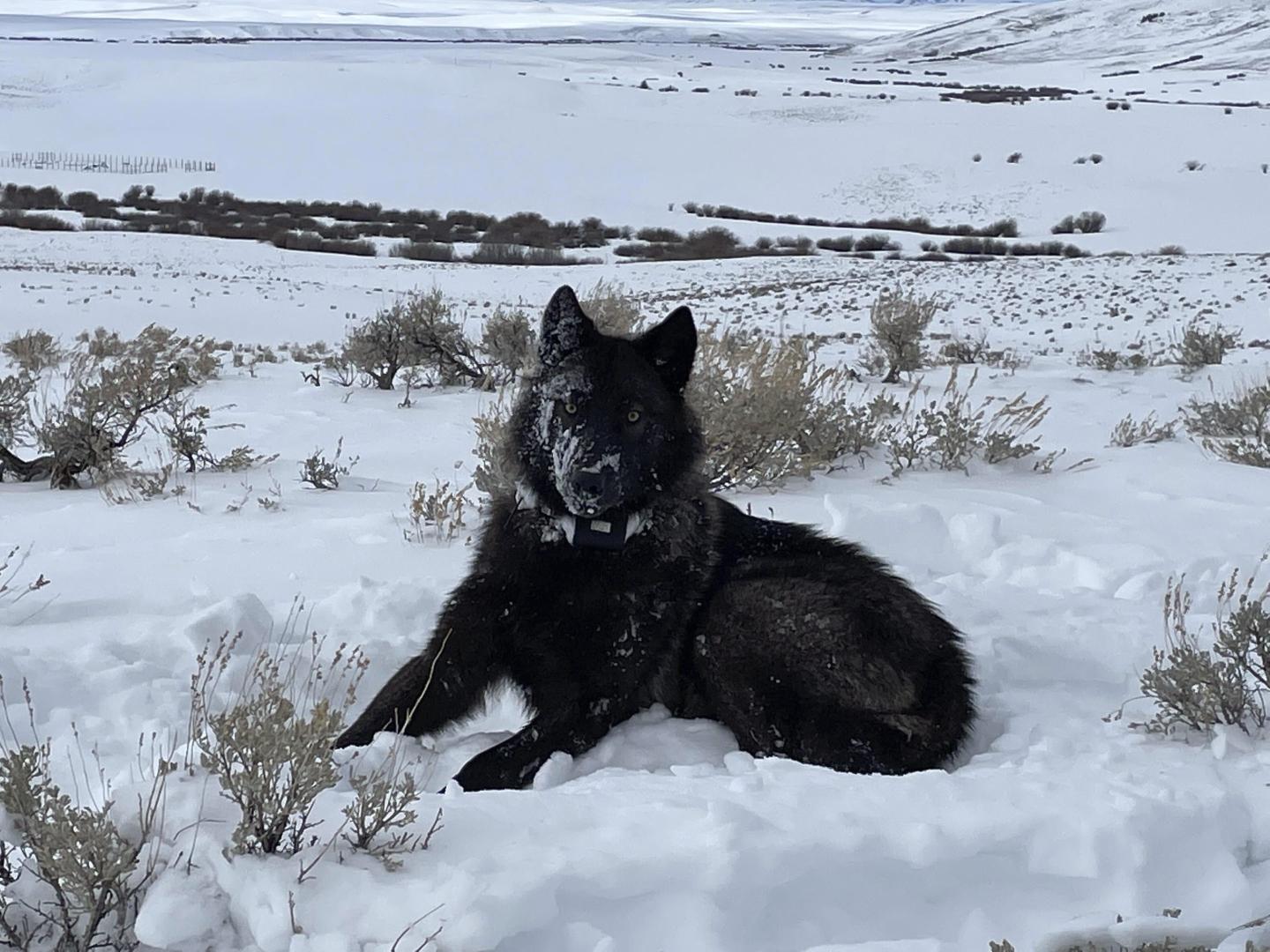 wolf pup