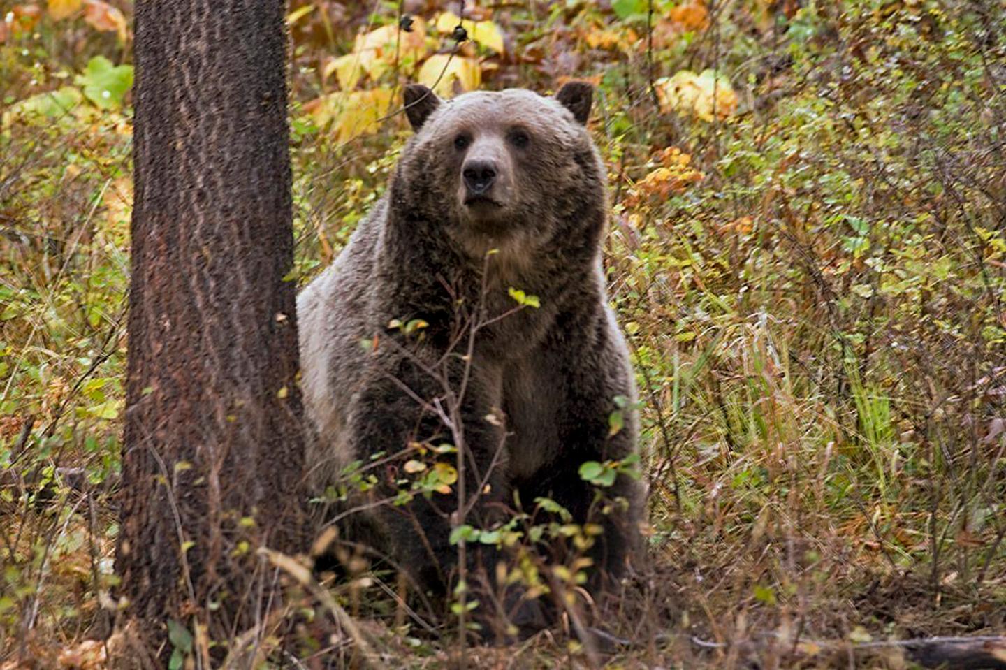 a Grizzly bear.