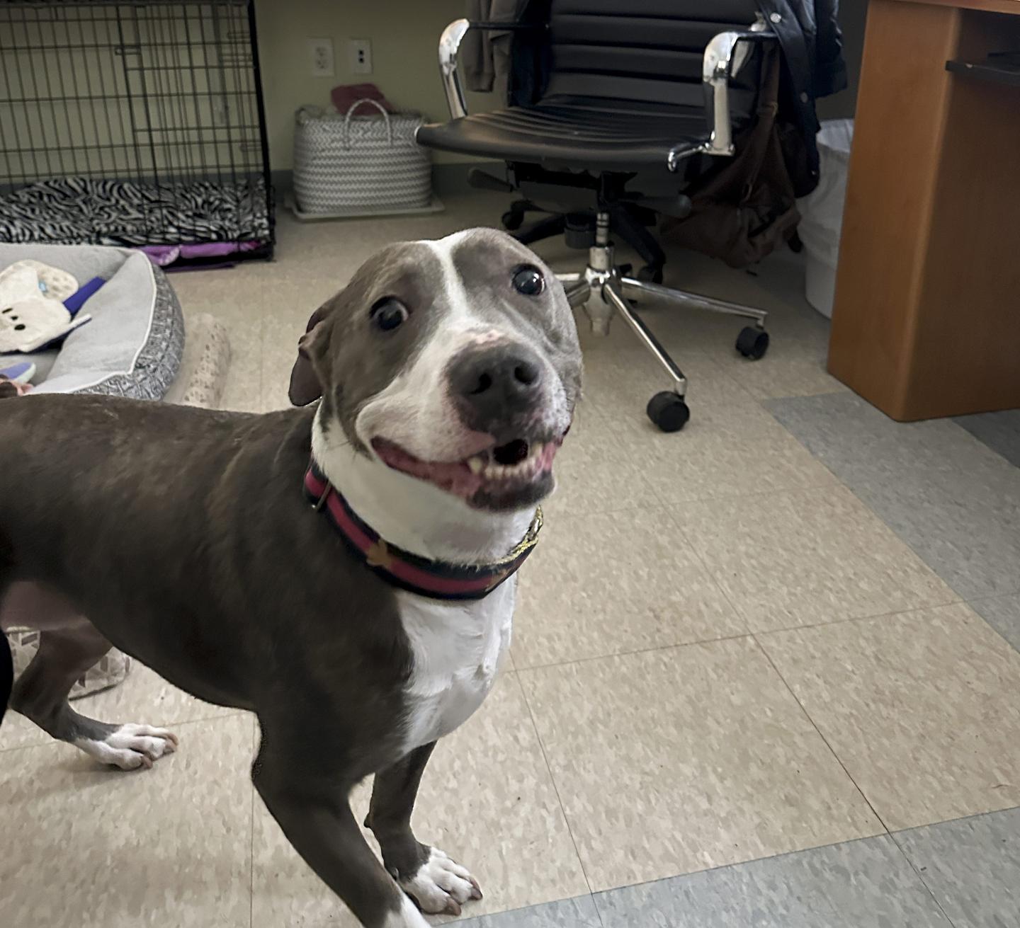 Animal shelters