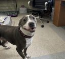 Animal shelters
