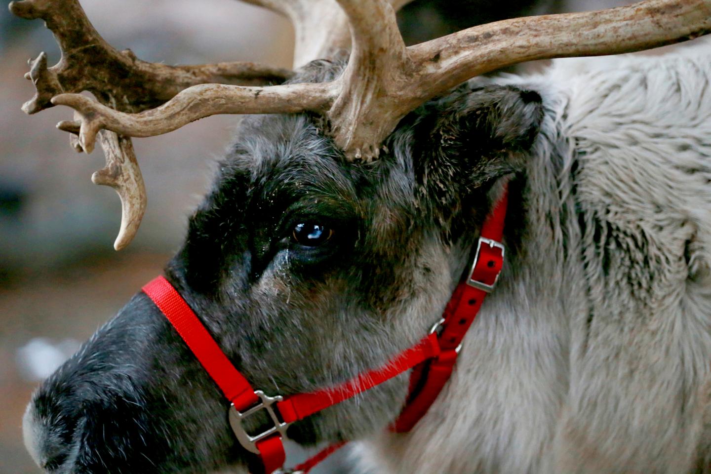 Reindeer