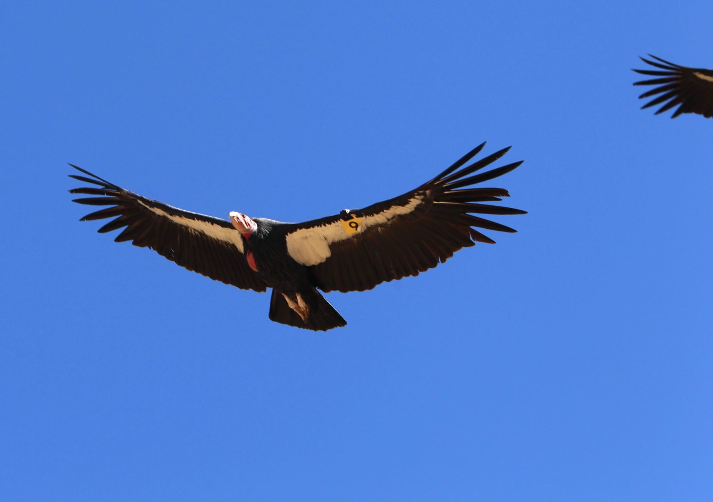 A California Condor.