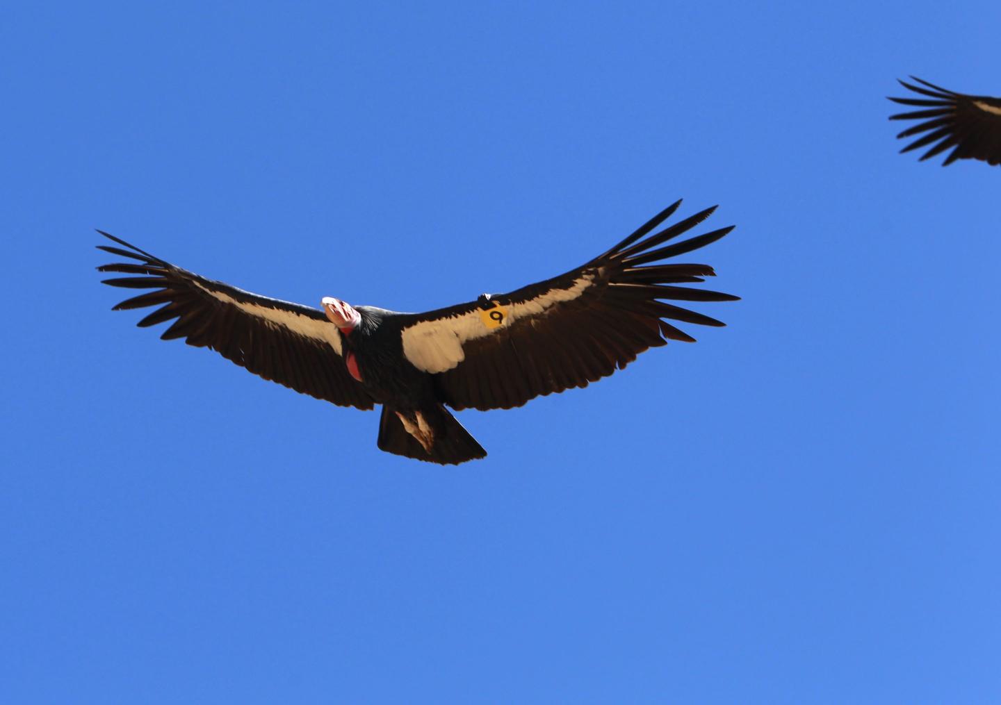 The endangered Species Act turns 50, and those who created and enforced it recall its highs and lows: ‘I was threatened many times’