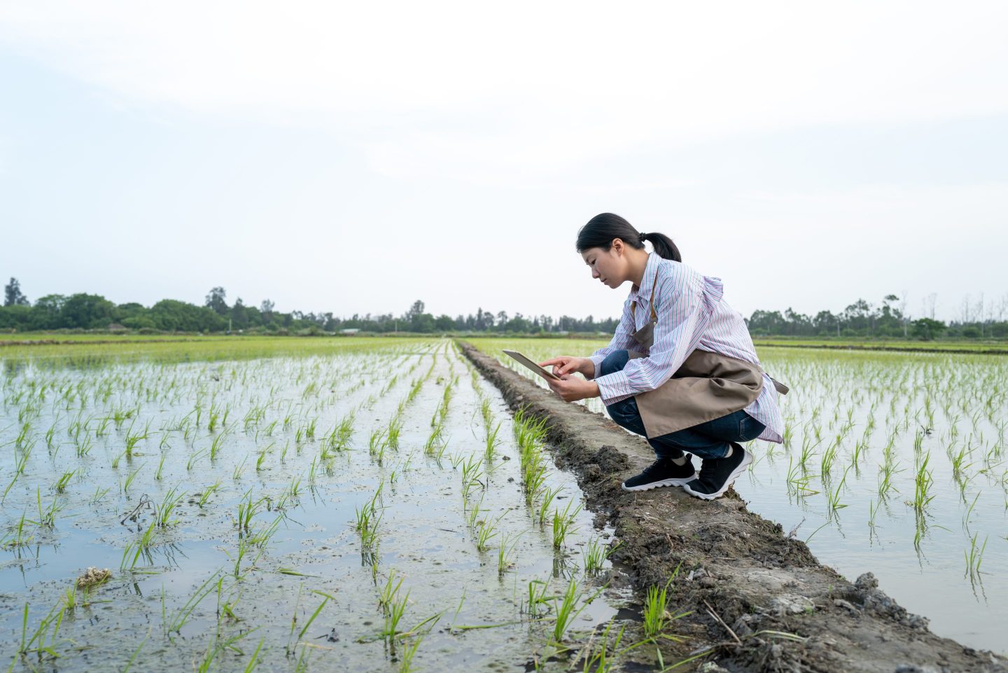 Young female farmer holding tablet in hand in paddy field of modern agriculture in China