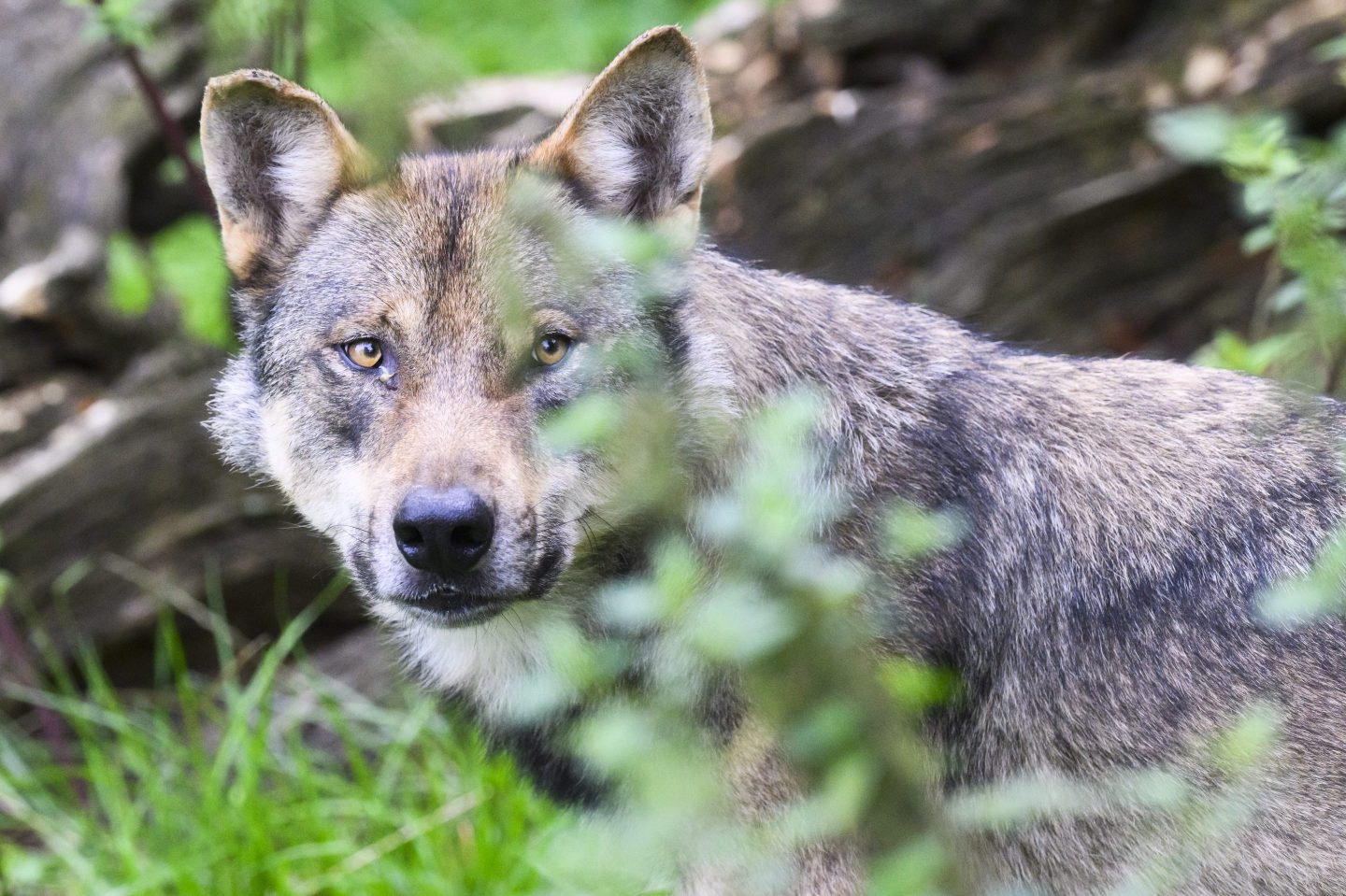 A wolf stands in the enclosure