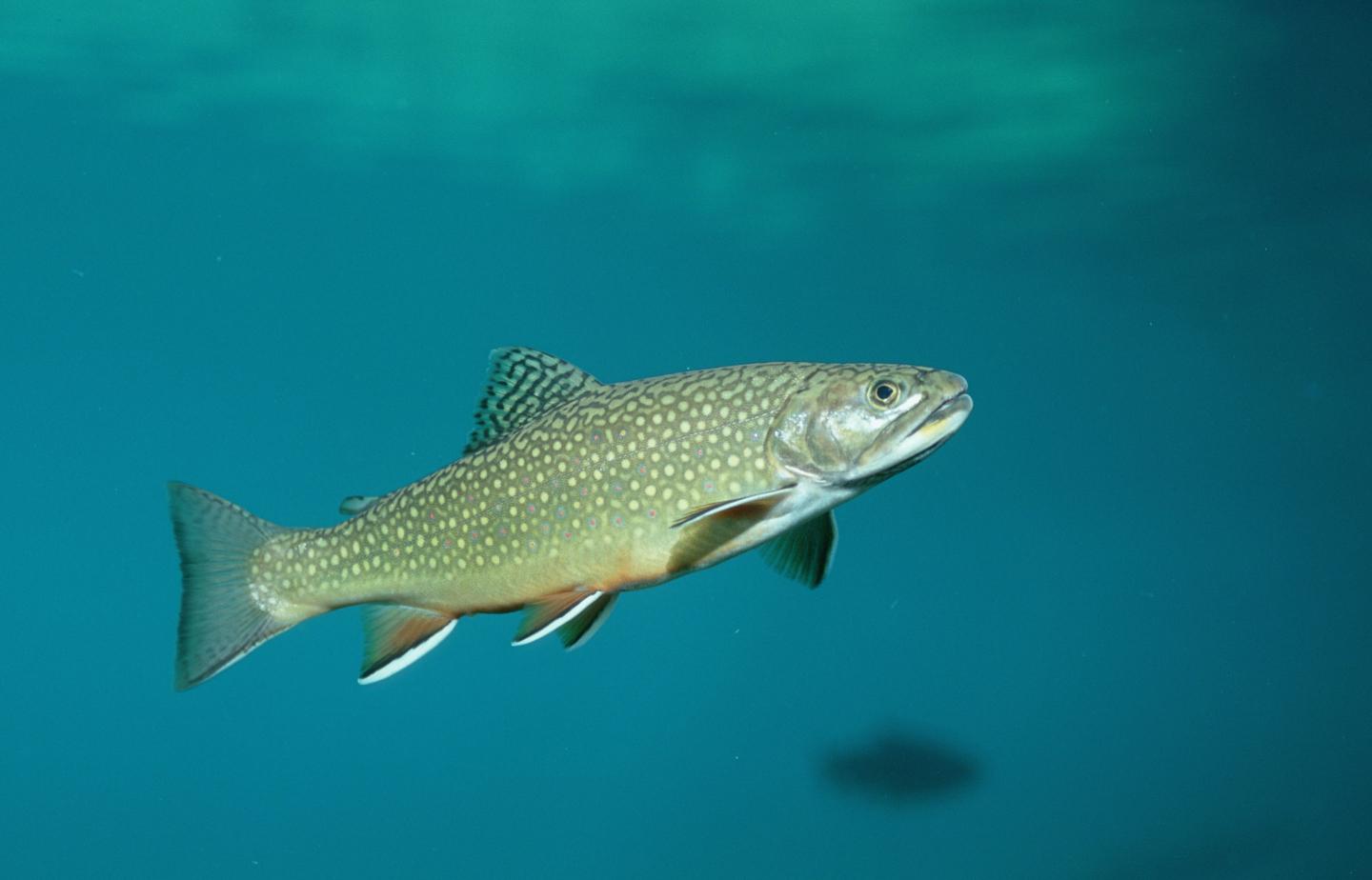 ‘Forever chemicals’ found in freshwater fish, yet most states don’t warn residents