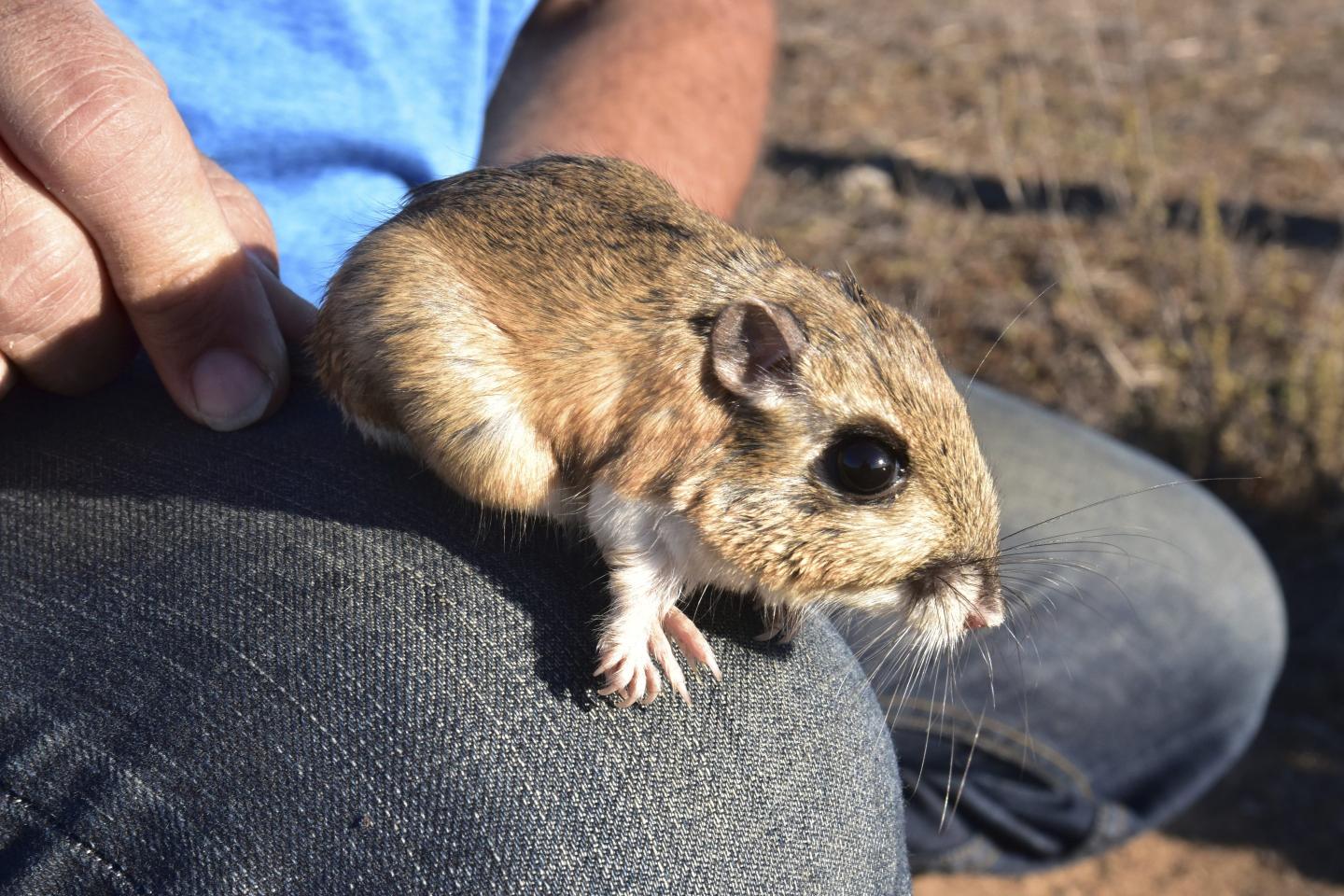 Stephens’ kangaroo rat